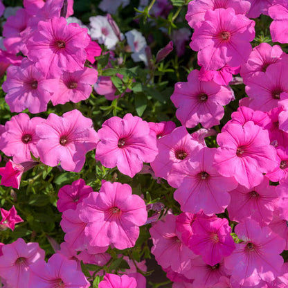 Can-Can Series plant