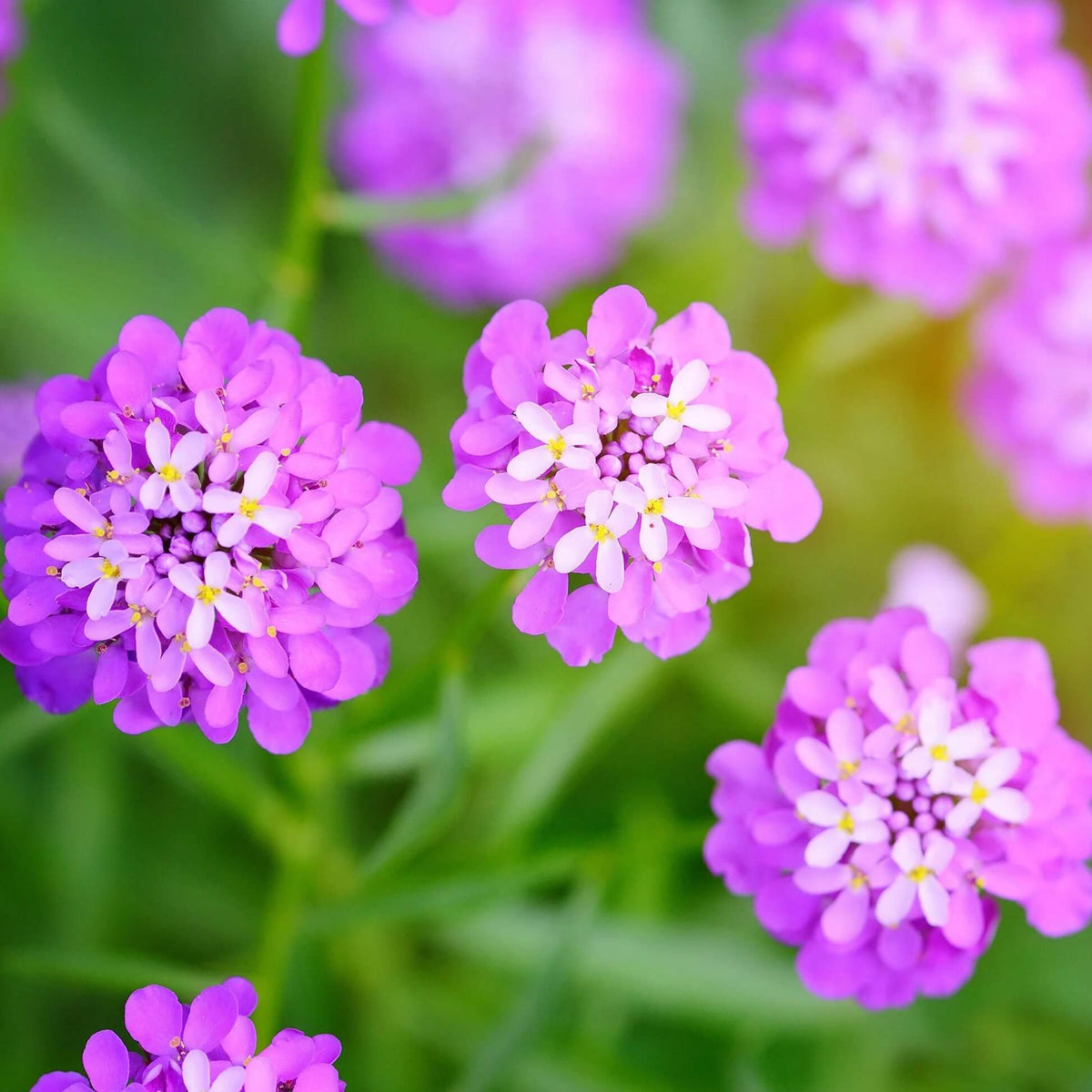 Candytuft plant