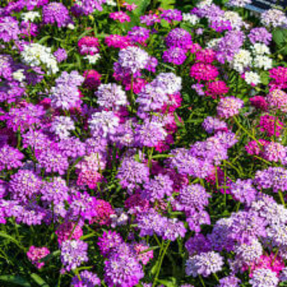 Mix Candytuft ibris plant