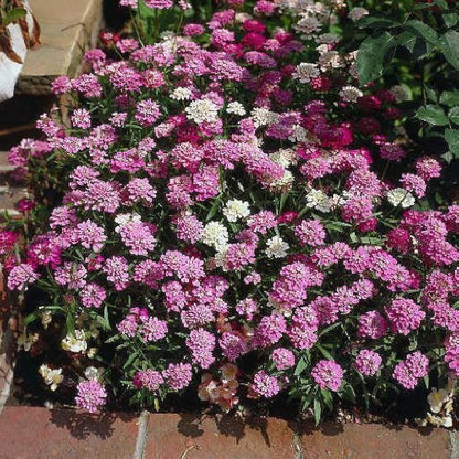 Mix Candytuft ibris plant