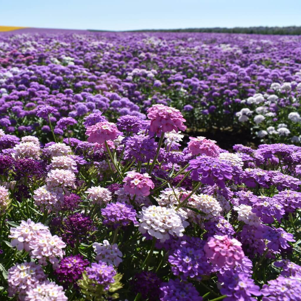 Mix Candytuft ibris plant