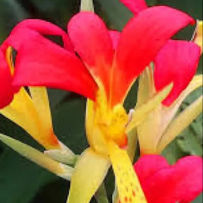 Canna Brasiliensis plant