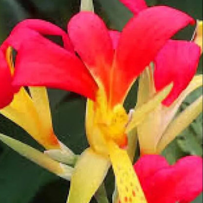 Canna Brasiliensis plant