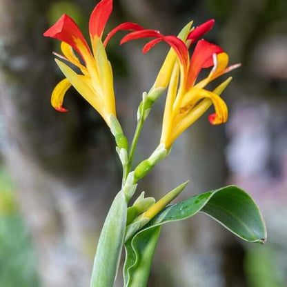 Canna Brasiliensis plant