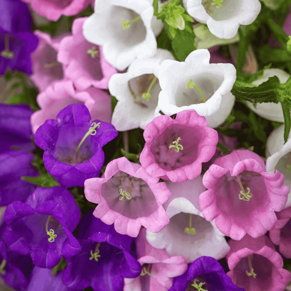 Canterbury flower seeds