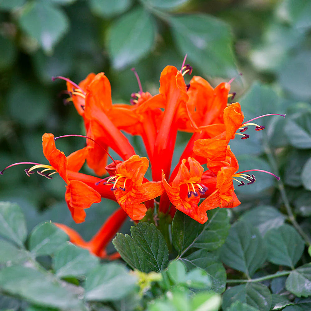 Red Cape flower seeds