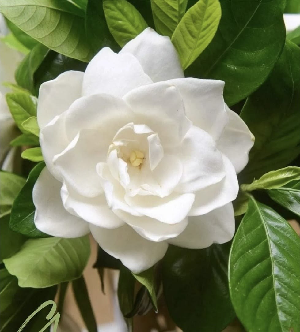 Cape Jasmine Gardenia with fragrant white flowers and glossy green foliage