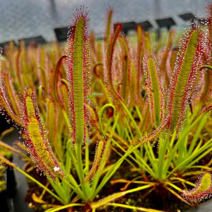 Cape Sundew plant