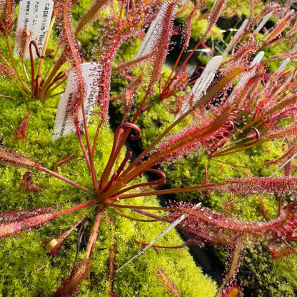 Cape Sundew plant