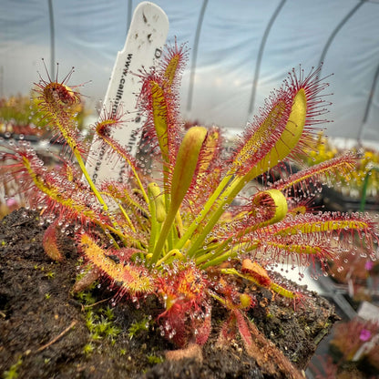 Cape Sundew plant