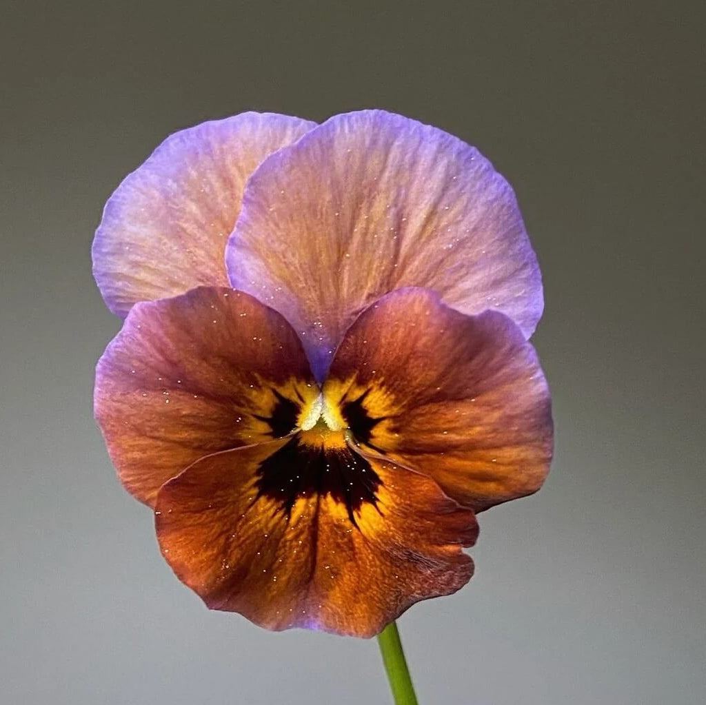 Brown Violet Pansy plant