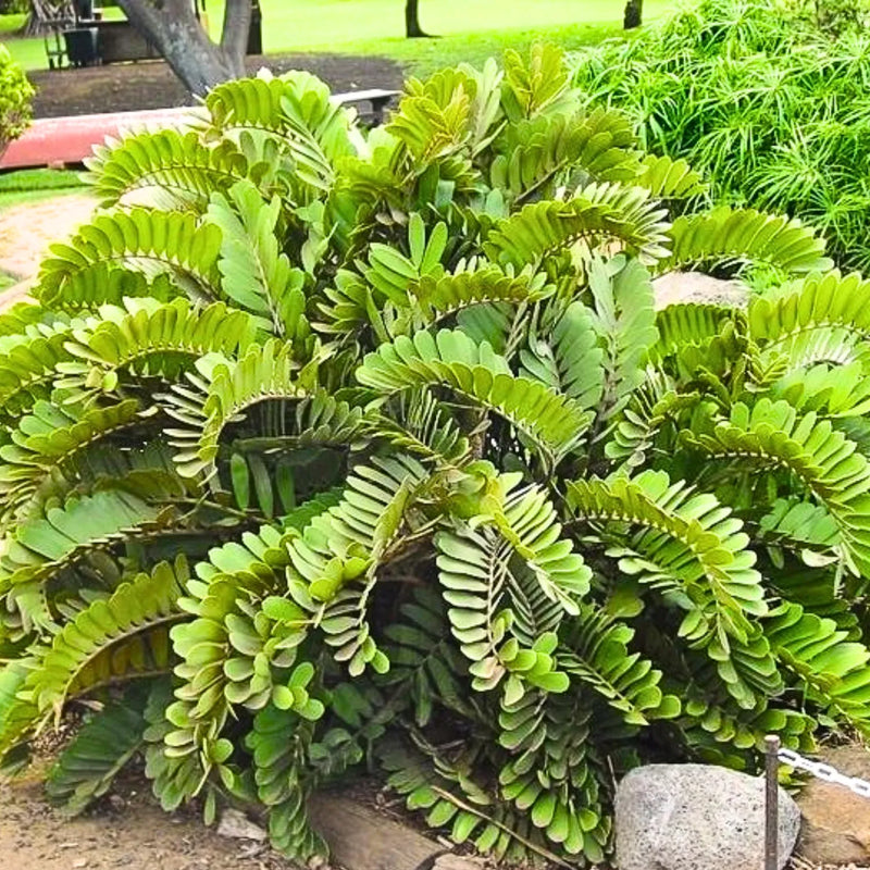 Green Zamia Furfuracea Flower Seeds for Planting – Heirloom Non-GMO Garden Seeds