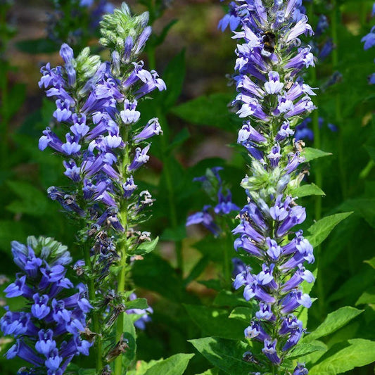 Blue Cardinal flower seeds