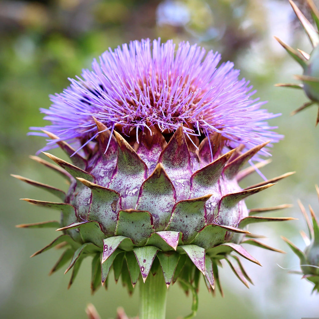 Cynara flower seeds