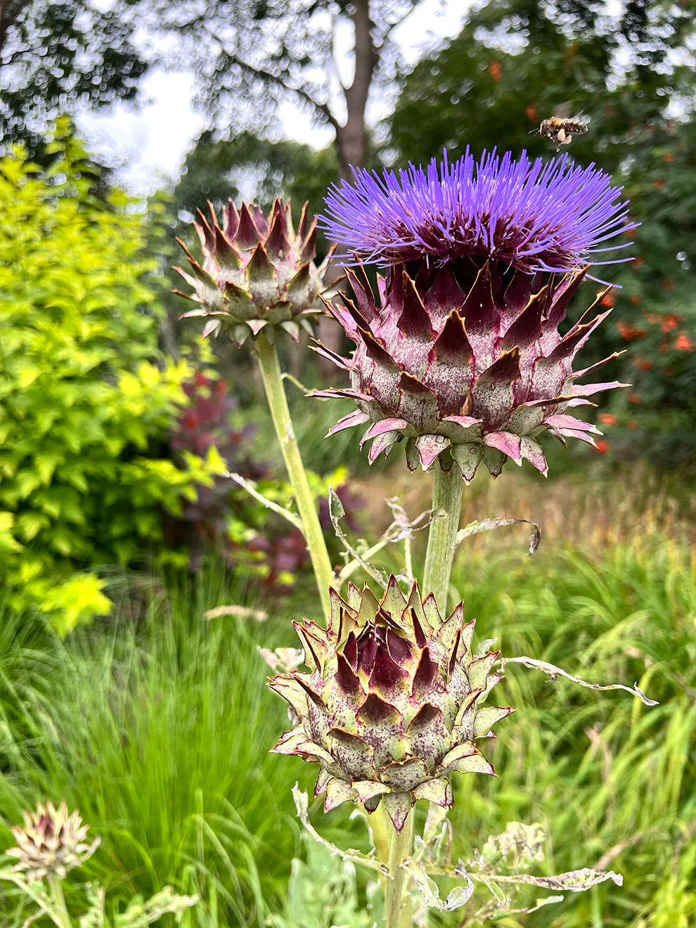 Blue Cardoon flower seeds
