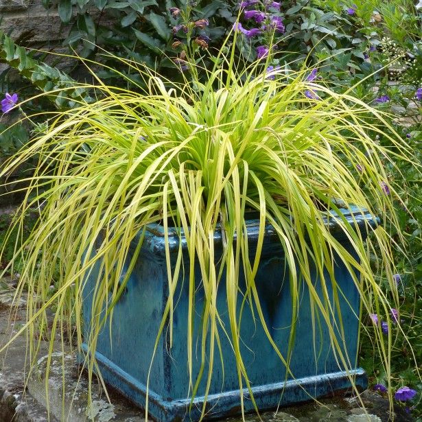 Carex Comans flower seeds