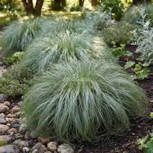 Carex Comans green grass growing in an ornamental garden
