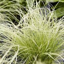 Carex Comans green grass growing in an ornamental garden