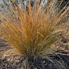 Carex Comans ornamental grass growing in a garden