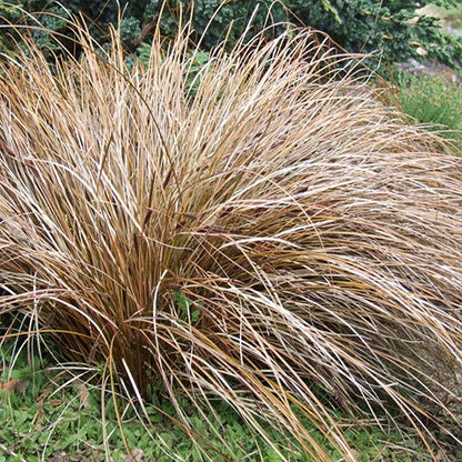 Carex Comans ornamental grass growing in a garden