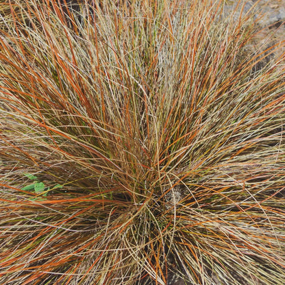Carex Comans ornamental grass growing in a garden