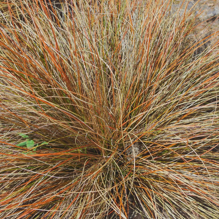 Carex Comans ornamental grass growing in a garden