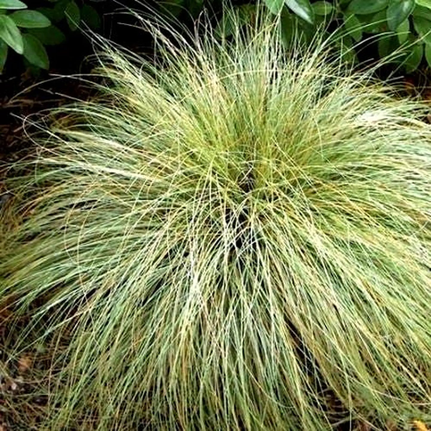 Carex Frosted Curls ornamental grass with silvery-green curly foliage