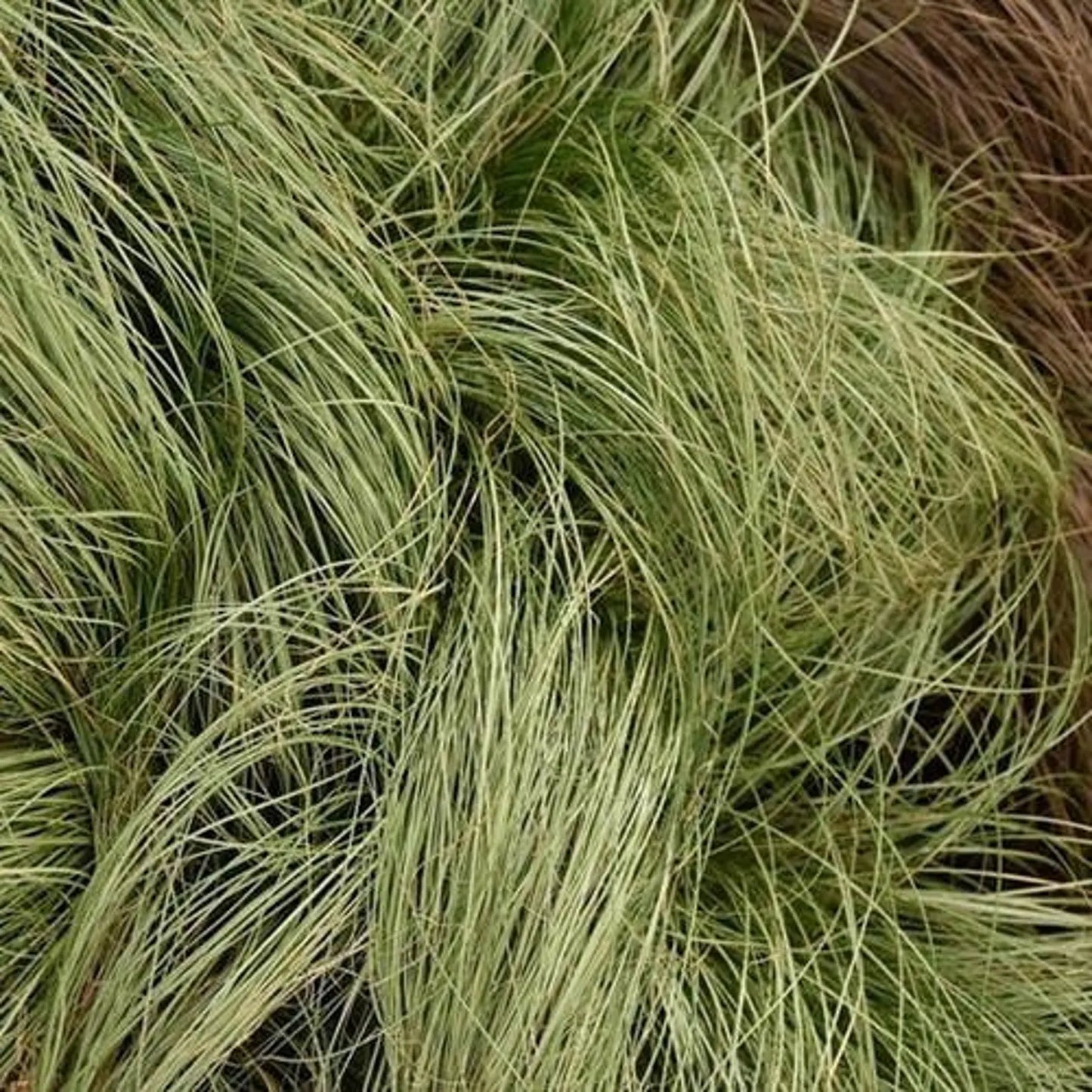 Carex Frosted Curls ornamental grass with silvery-green curly foliage