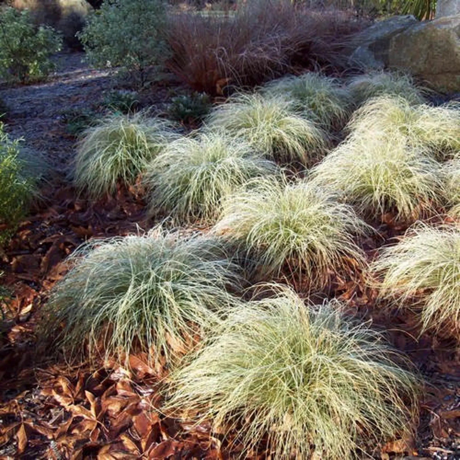 Carex Frosted Curls ornamental grass with silvery-green curly foliage