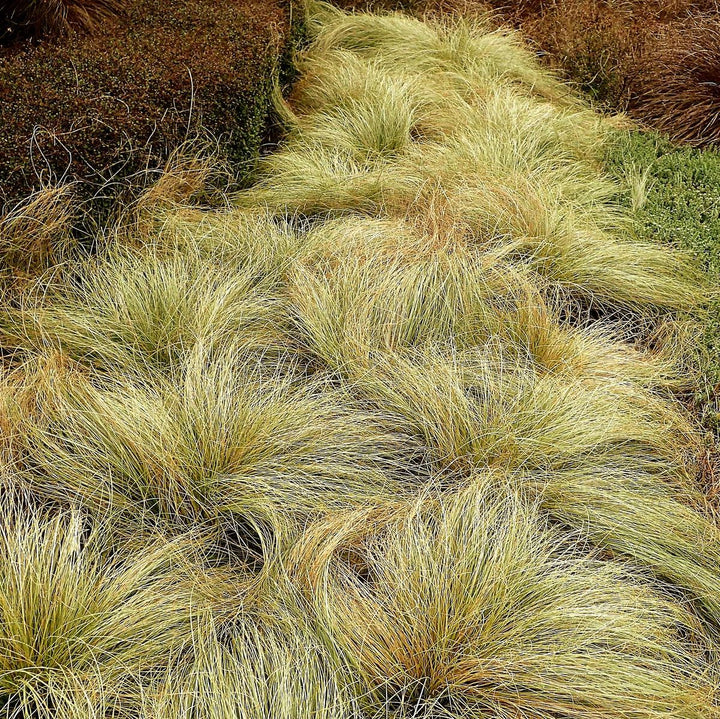 Carex Frosted Curls ornamental grass with silvery-green curly foliage