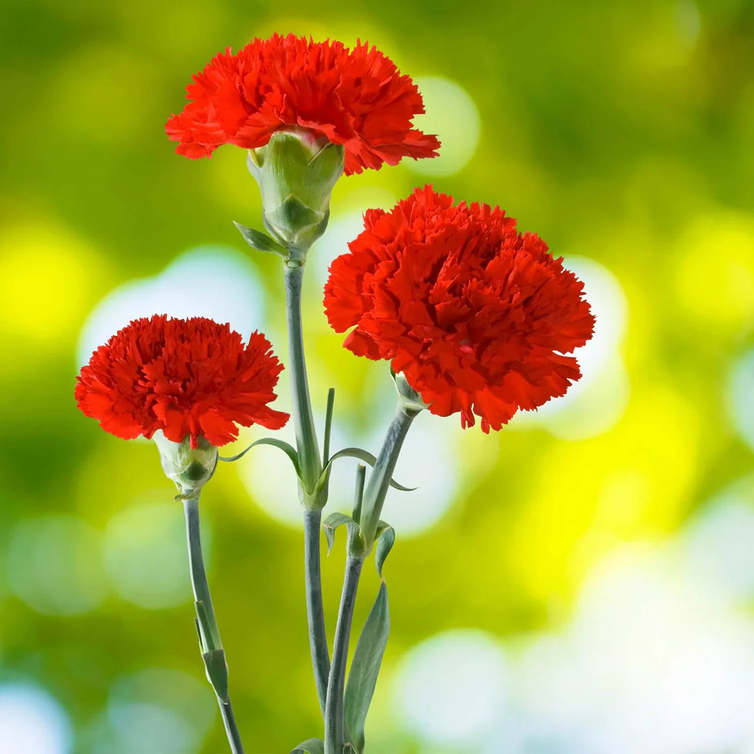 Flower flower seeds