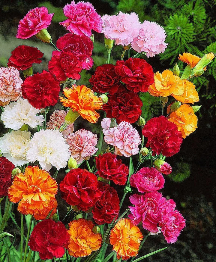 Rose Dianthus flower seeds
