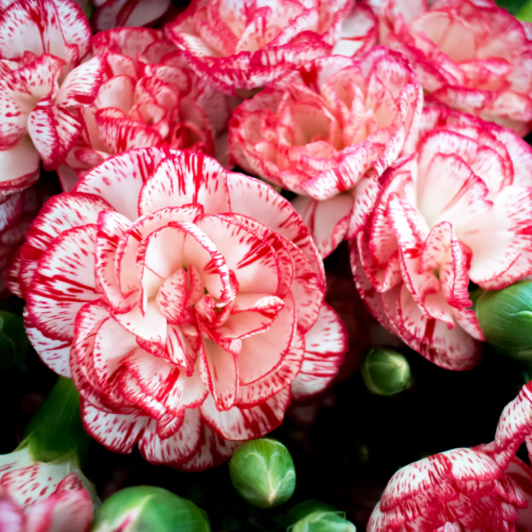 & White Carnation plant