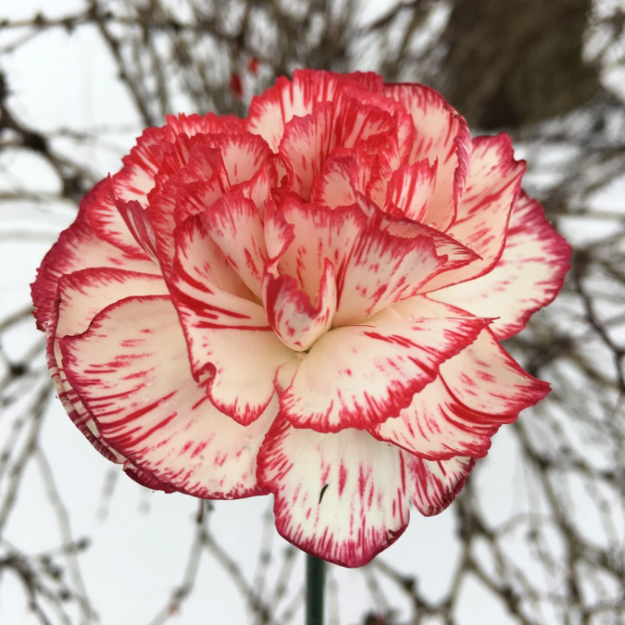 & White Carnation plant
