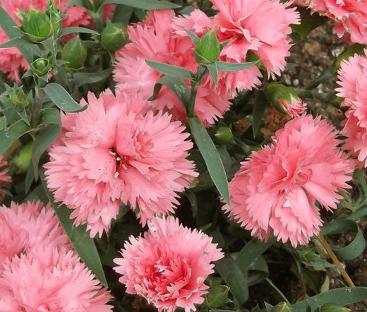 Pink Carnation flower seeds