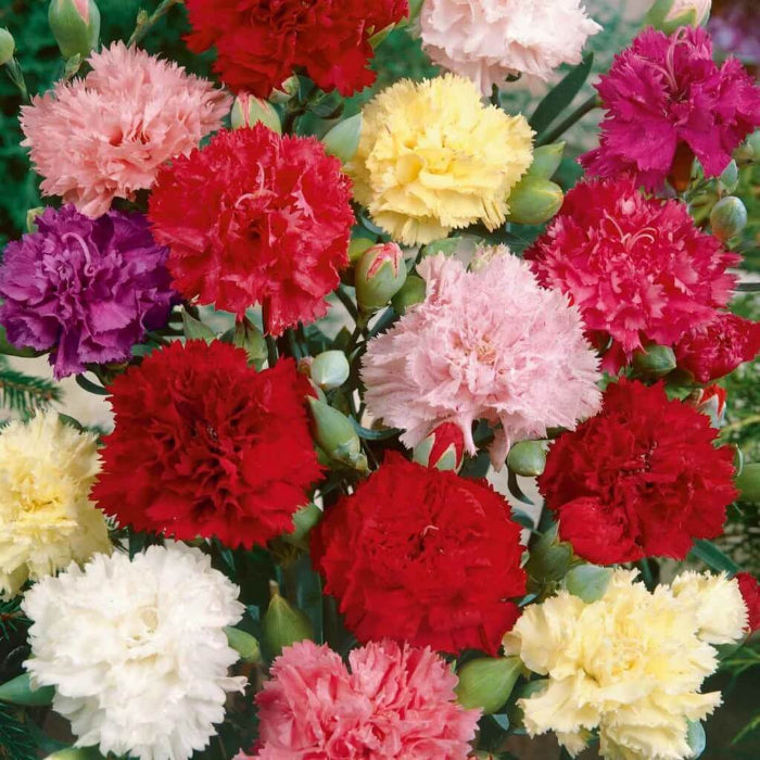Carnation Double Mix plant