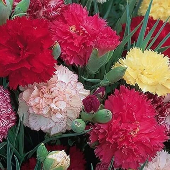 Carnation Double Mix plant