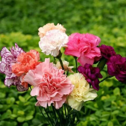 Carnation Double Mix plant