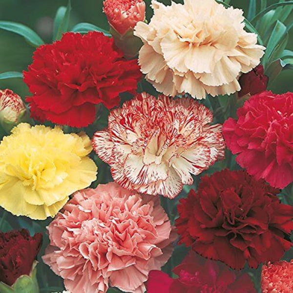 Carnation Double Mix plant