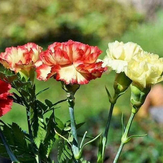 Carnation plant