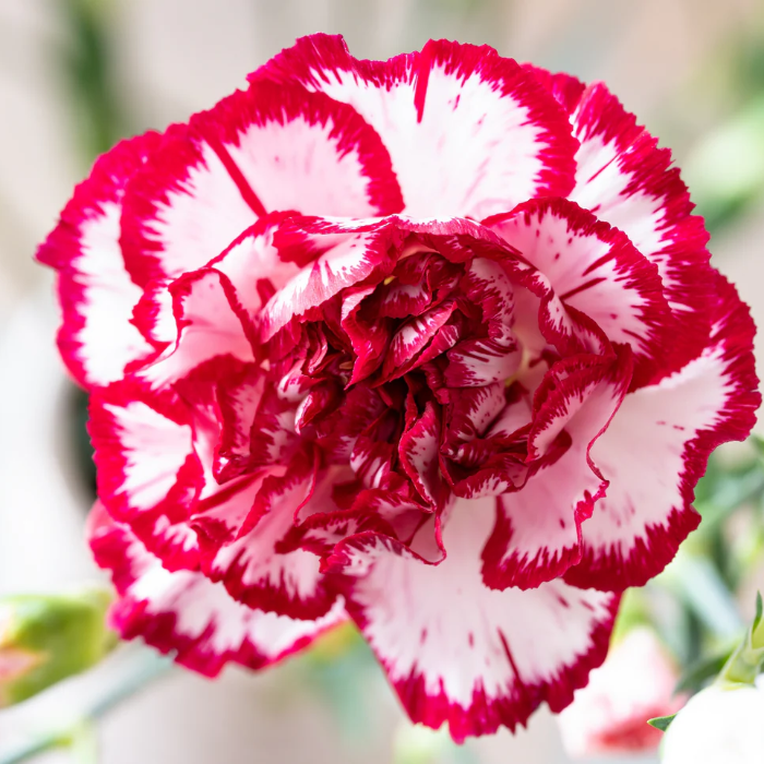 & White Carnation plant