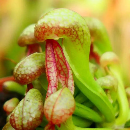 Carnivorous Bog Plant