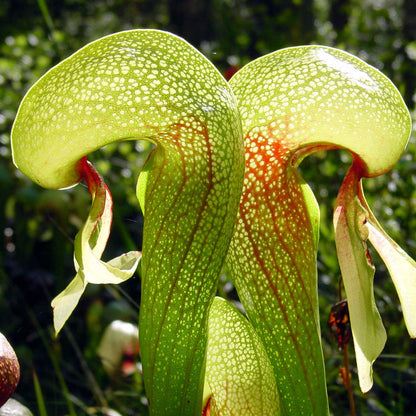 Carnivorous Bog Plant