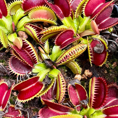 Carnivorous Plant
