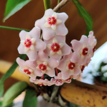 Hoya Carnosa flower seeds
