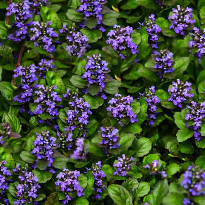 Carpet Bugle plant