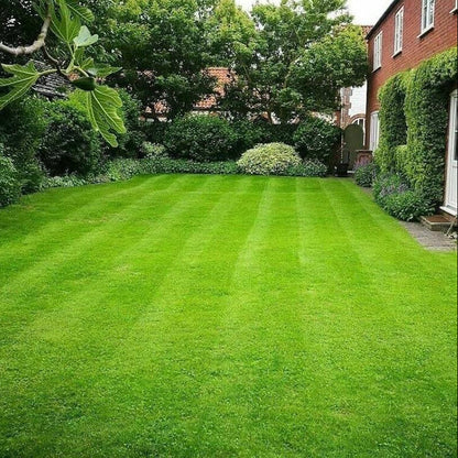Carpet Lawn Grass plant