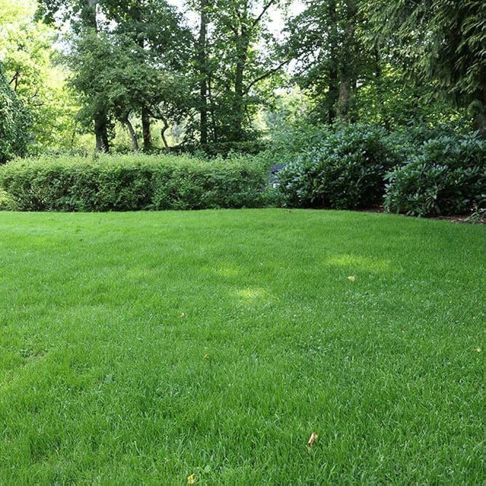 Carpet Lawn Grass plant