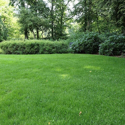 Carpet Lawn Grass plant