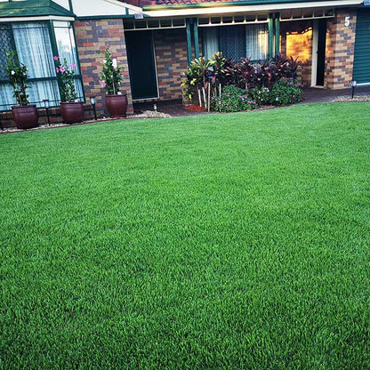 Carpet Lawn Grass plant